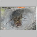 Agelena cf labyrinthica - Trichternetzspinne w01b - Sandgrube Niedringhaussee.jpg